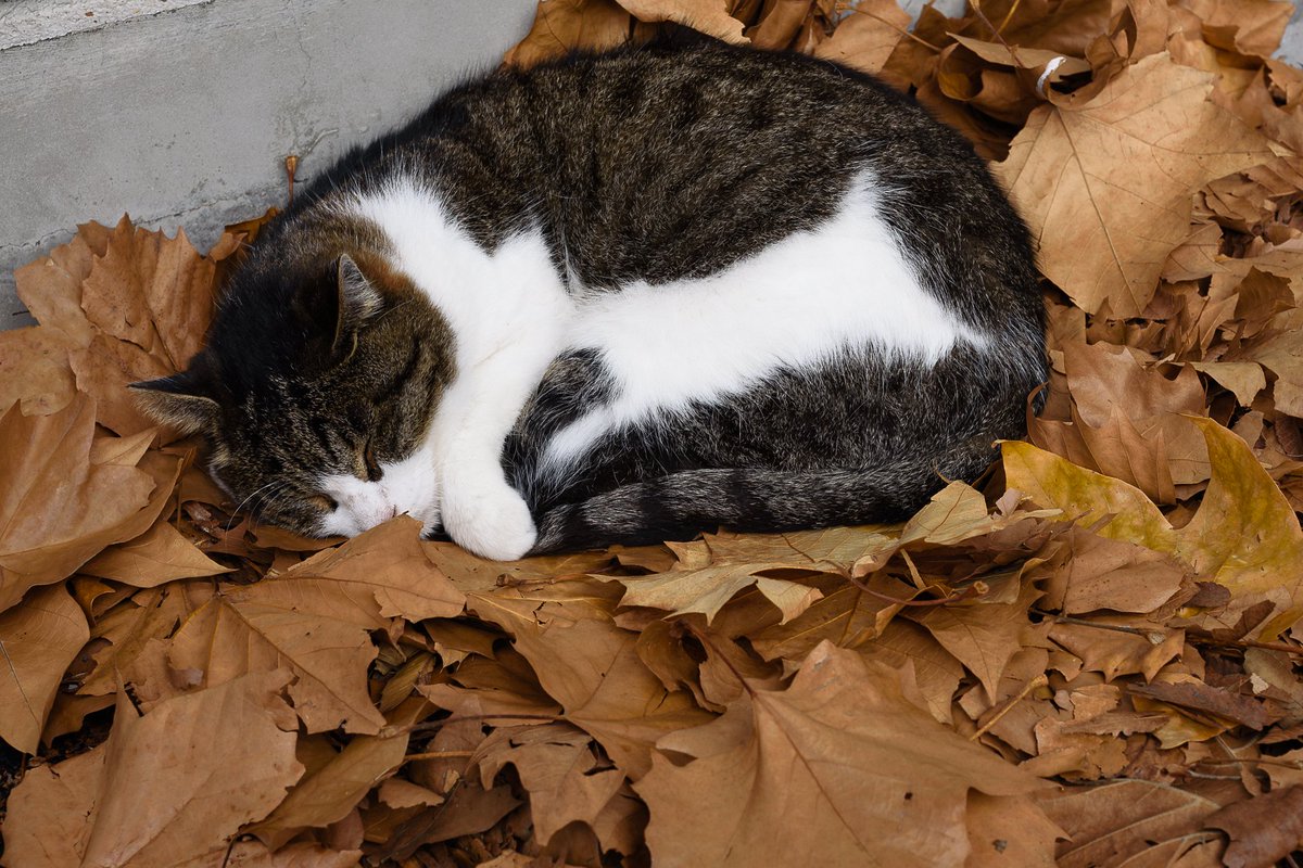 昭和記念公園に行ったんですけど落ち葉の布団で寝てる猫がいて可愛かった 