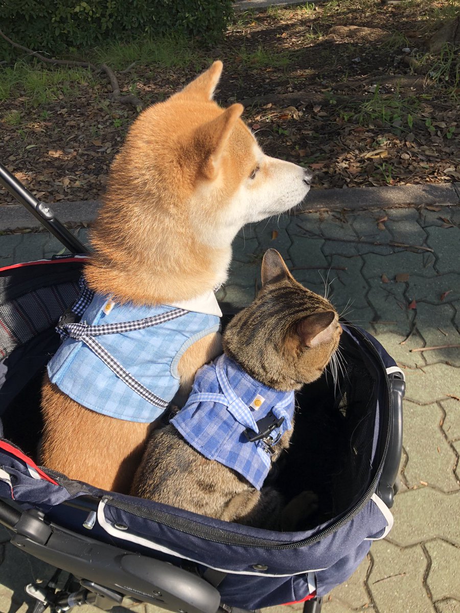 柴犬ゆうと猫のとろ シンクロしてて可愛い 柴犬 猫 柴犬ゆうと猫のとろ シンクロしてて可愛い 柴犬 猫
