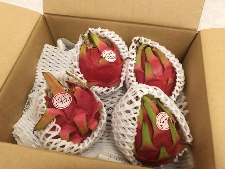 ドラゴンフルーツを大量に食べた結果？ドラゴンおしっこチャレンジ大成功www