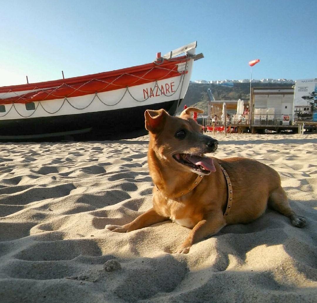 Danielilbo's tweet photo. @est_marroquin Mi perro es un meme por sí solo https://t.co/DqpQL2Kg5u