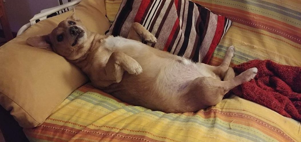 Danielilbo's tweet photo. @est_marroquin Mi perro es un meme por sí solo https://t.co/DqpQL2Kg5u