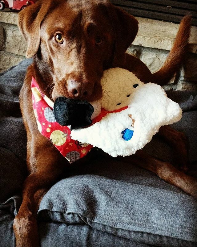 kalljayhawk's tweet photo. New toy day
#sawyerlab #dog #puppy #pup #cute #pets #dogs_of_instagram #pet #petstagram #dogsitting #dogsofinstagram #ilovemydog #instagramdogs #dogstagram #dogoftheday #lovedogs #lovepuppies #labradors_#adorable #doglover #instapuppy #instadog #instadogs #bvah #chocolatelab… https://t.co/UE2hi8ZmNd