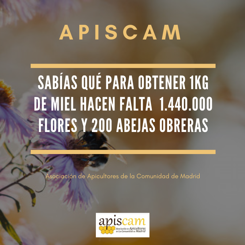 ApiscamMadrid's tweet photo. Desde #Apiscam trabajamos cada día para ofrecer a los #apicultores asesoramiento, formación, programas de apadrinamiento...
#SomosApicultores de la #ComunidaddeMadrid.
¡Infórmate! Queremos seguir creciendo 🐝👉 https://t.co/mnbmcnSziF
#apicultura #Madrid #abejas https://t.co/vIElj5EPtx