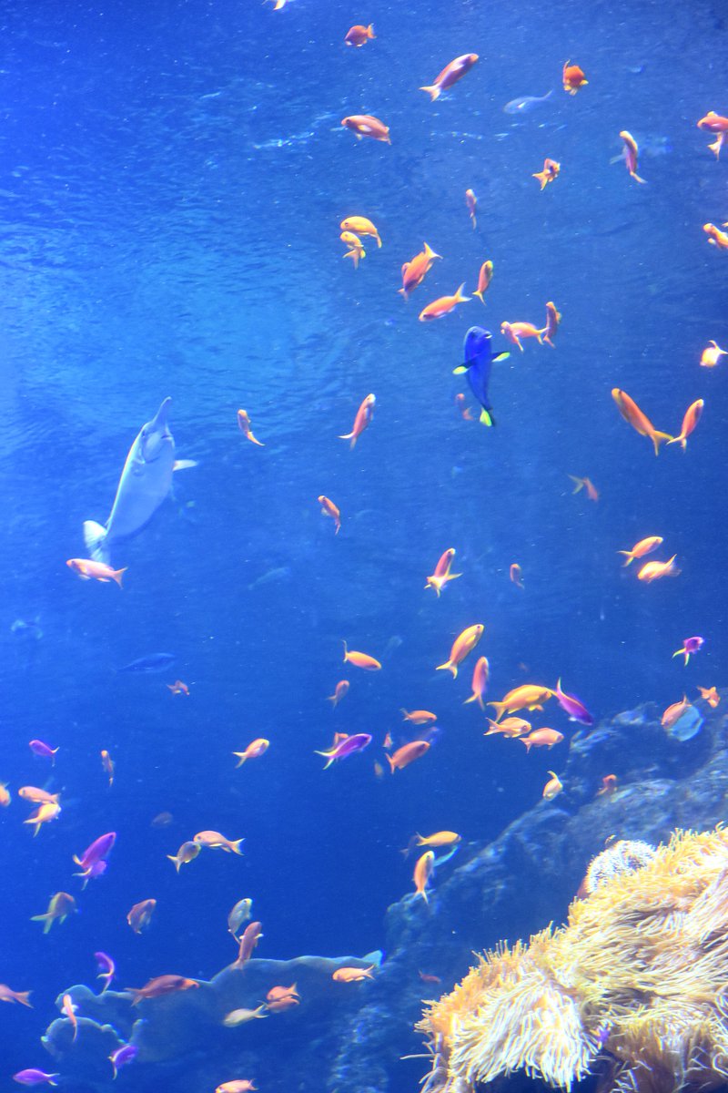sza_jhcyto's tweet photo. Cytology is like "Finding Nemo" - that one diagnostic cell or fragment that your most trained and experienced eyes (as cytopathologist/cytotechnologist) can identify better than any AI/Deep Learning tool.
(that was my thought when I took this photo) https://t.co/DTsxwk1ORC