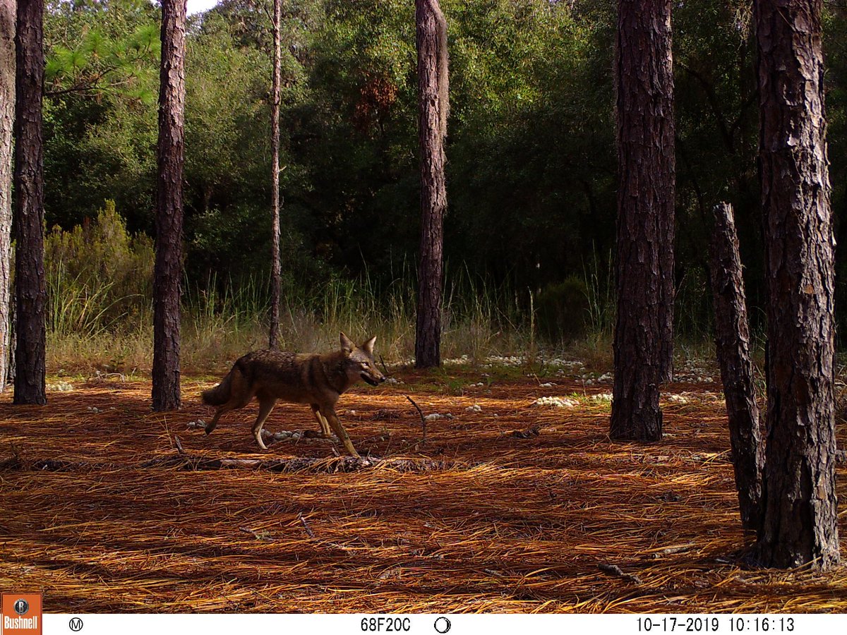 clean coyote pic taken for #snapshotUSA @DrDisturbance