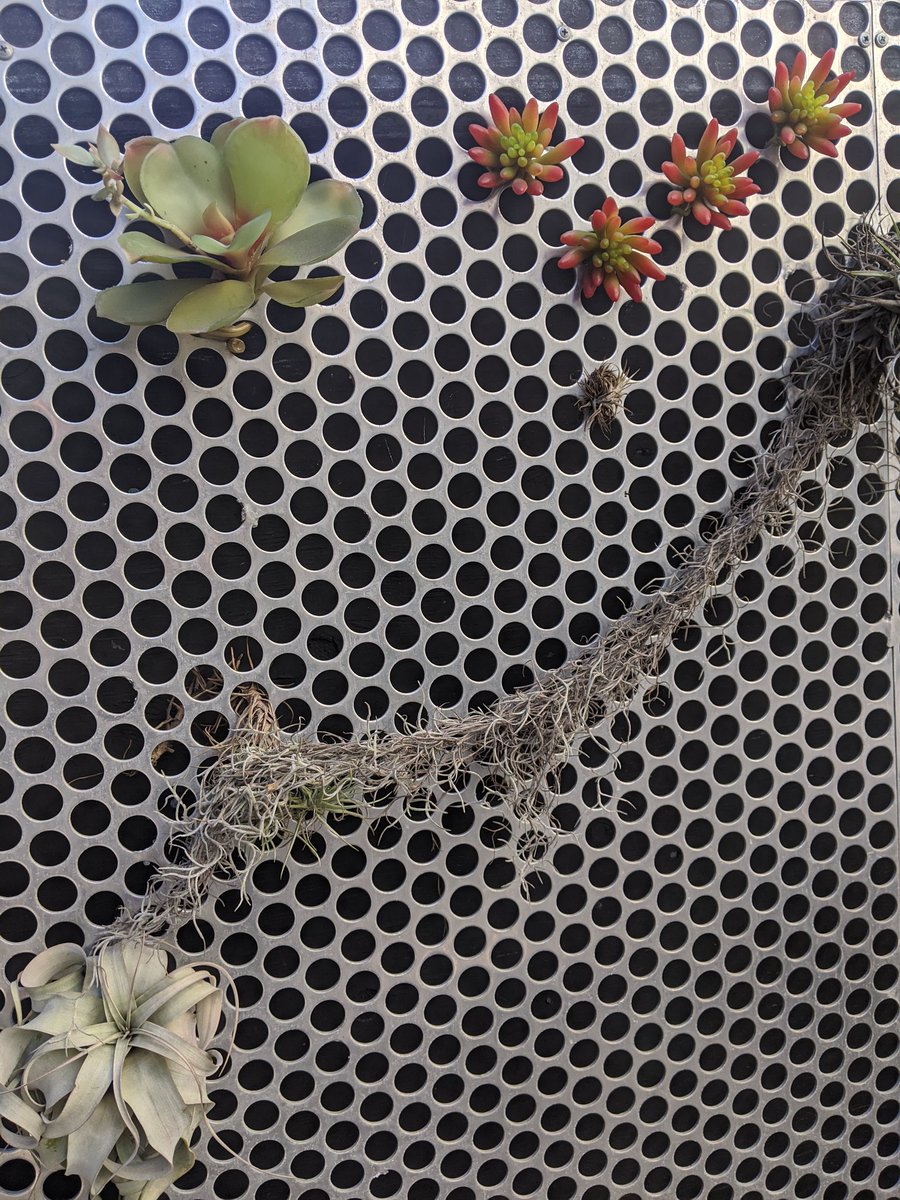 loulousfo's tweet image. Walking around #pacHeights in #SanFrancisco