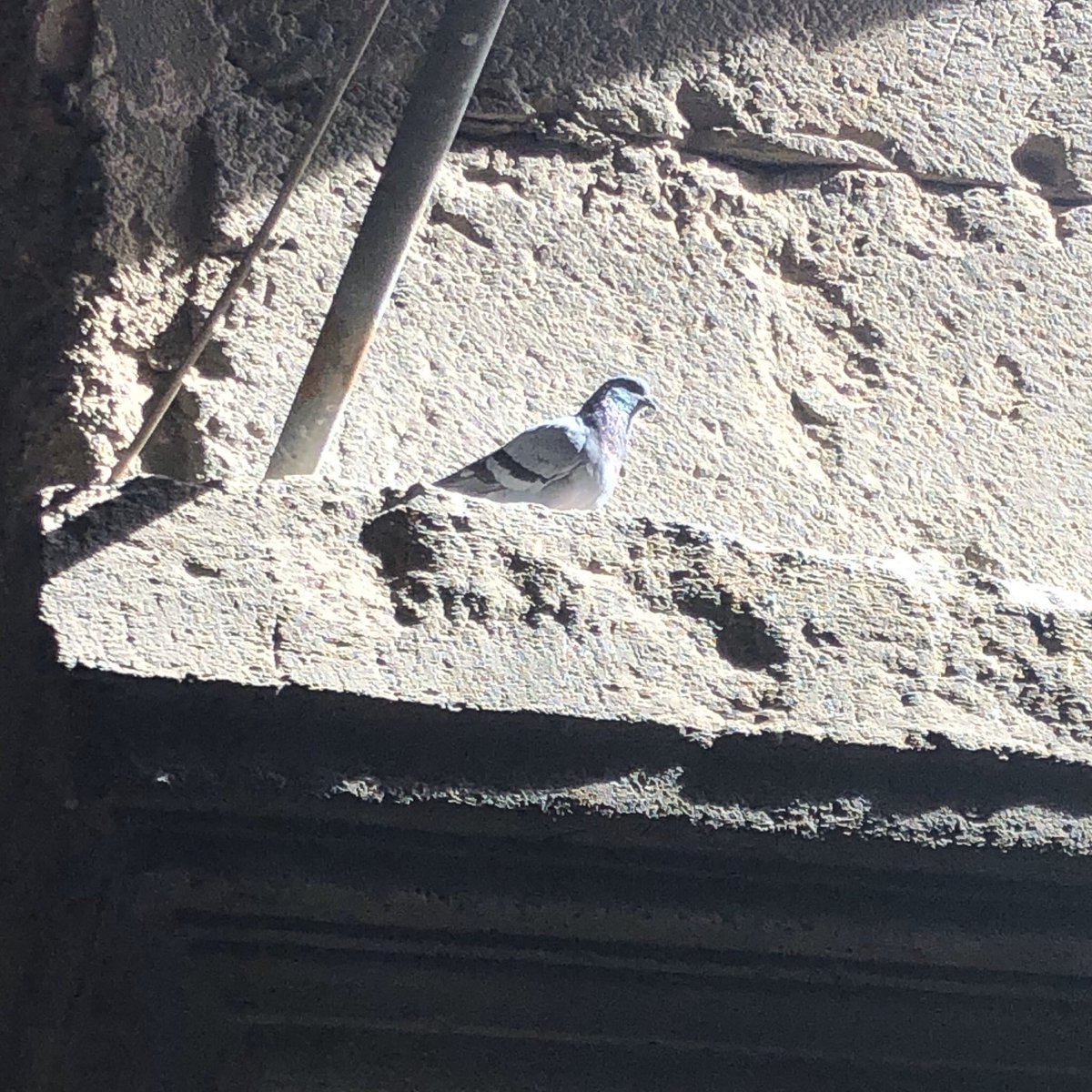 It turns out that there was a third pigeon within the same area. It was located at the opposite side of where the other two were, and standing at a higher (dimensional) plane. It also looks as if it’s blessed by The Gods above, being showered by The Sun’s ray of light. Amazing.