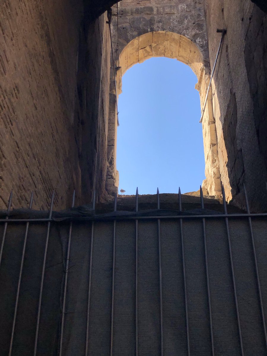 My last photo of The Colosseum’s interior. It shows a lone seagull, standing proud & looking intently across the vastness of the clear blue sky from one of The Colosseum’s windows. I myself think it may had achieved it’s own “spiritual enlightenment”, which is incredible.