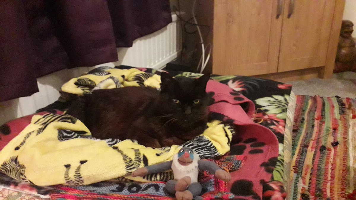 CPBirmACcat's tweet photo. Remember Claude. We had an email: I have great fun eating, sleeping, playing &amp; getting lots of fuss.
I'm still on meds which is keeping my mouth healthy so. I dont dribble anymore but my tongue does stickout occasionally for old times sake. I have had my 18th Birthday! 🥰 https://t.co/6atxOEBCG7