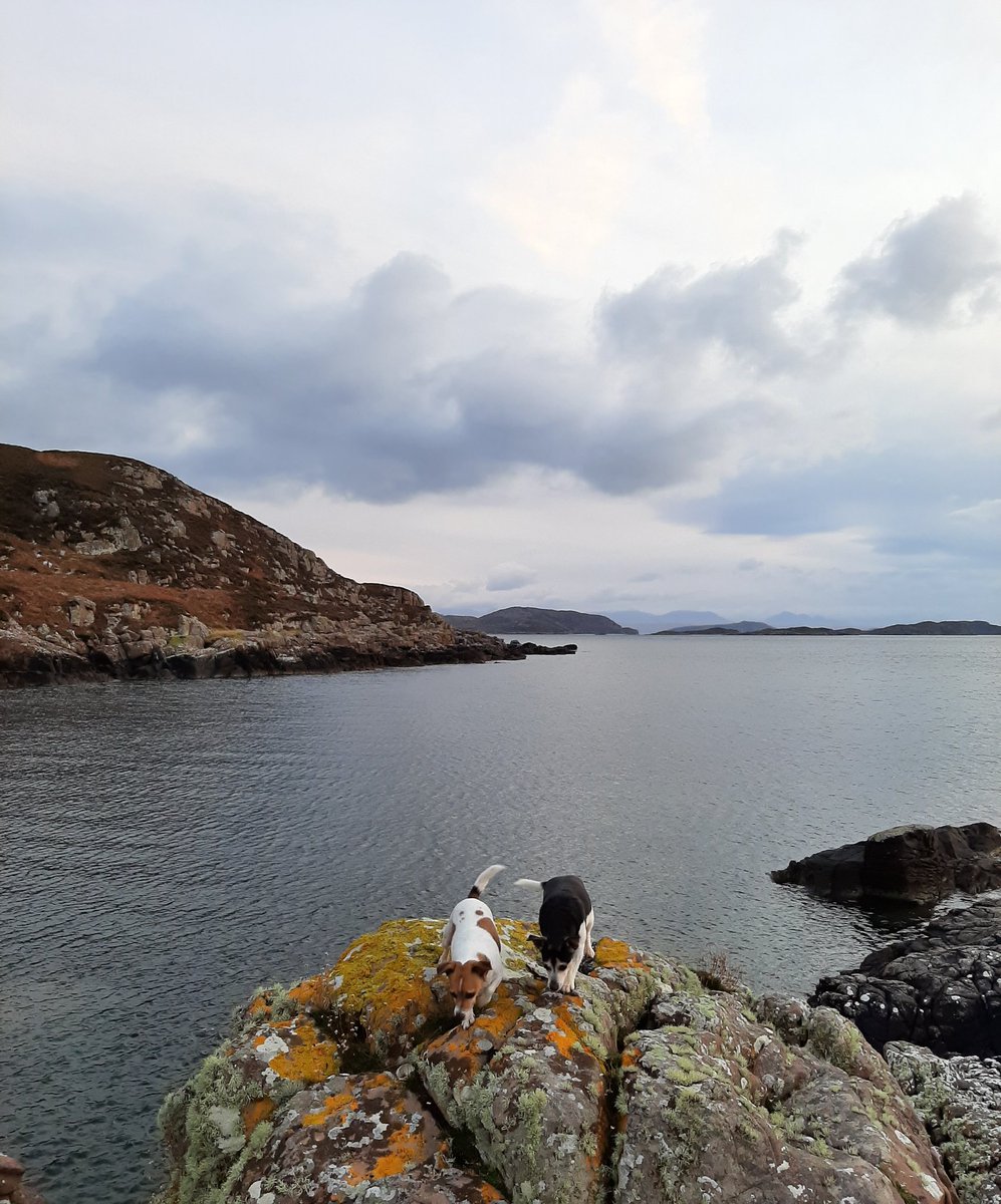 PortBeagChalets's tweet photo. These two have made an impressive pact never to look at the camera at the same time.  #dogwalking #achiltibuie #coigach #seaside #ScottishHighlands  #scotlandisnow https://t.co/PGTxiN50V7
