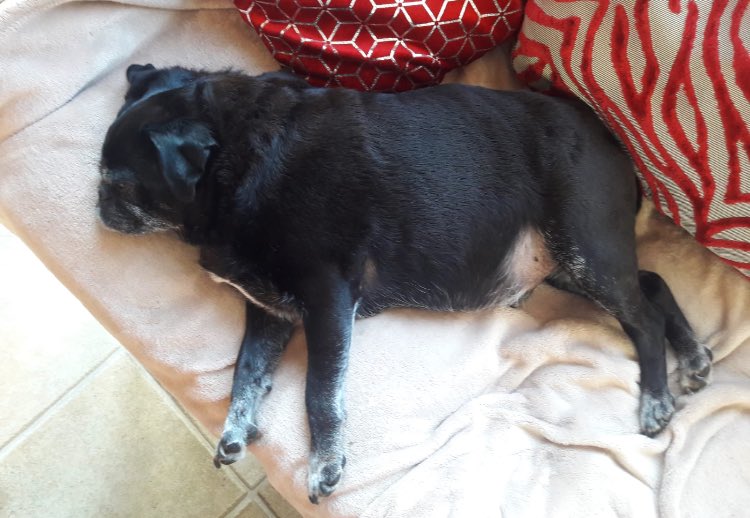 PugOlly's tweet image. This is exactly what Sunday’s should look like......#pugstyle 🐾