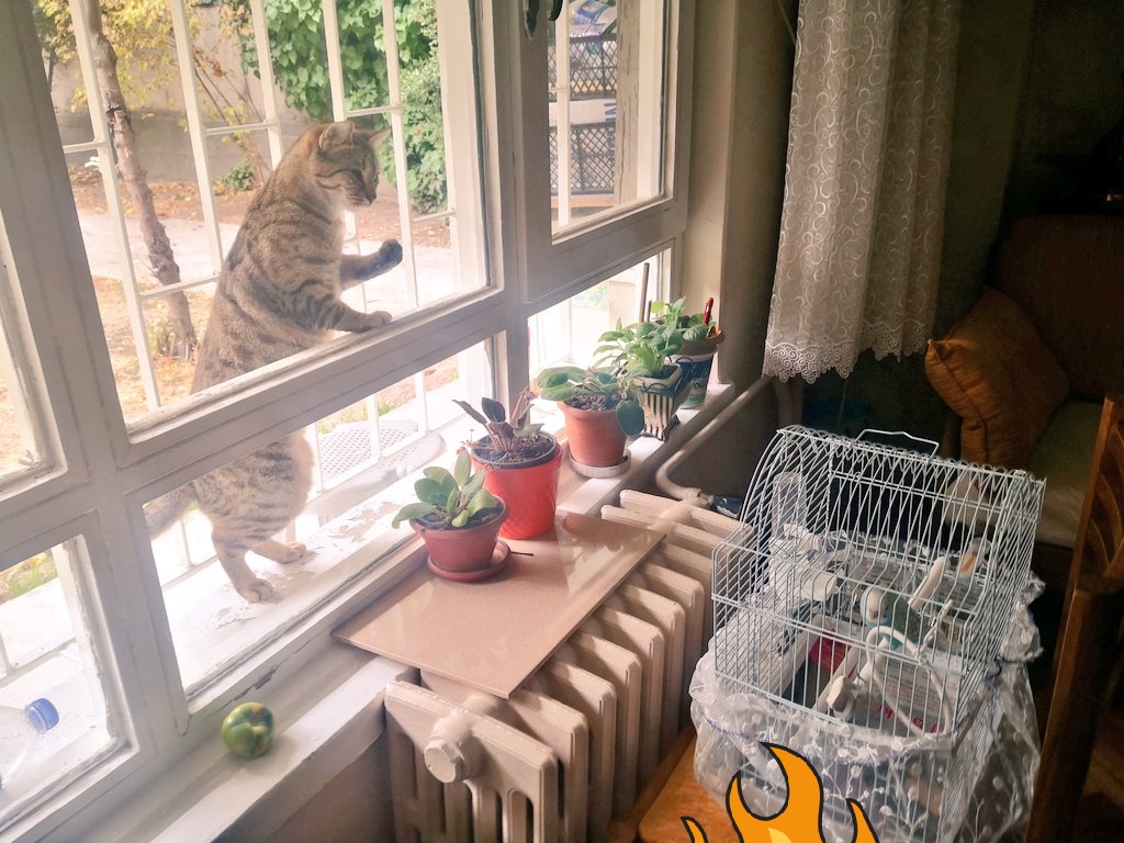 Keşke benim olsa #cat #kedi