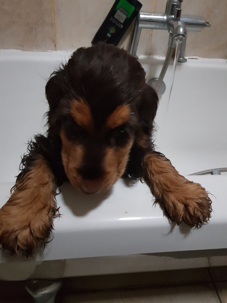 #ovenready #precooked #GetBrexitDone #UnleashThePotential Lazy mantras from @BorisJohnson. Much more interesting is a picture of our puppy having her first bath