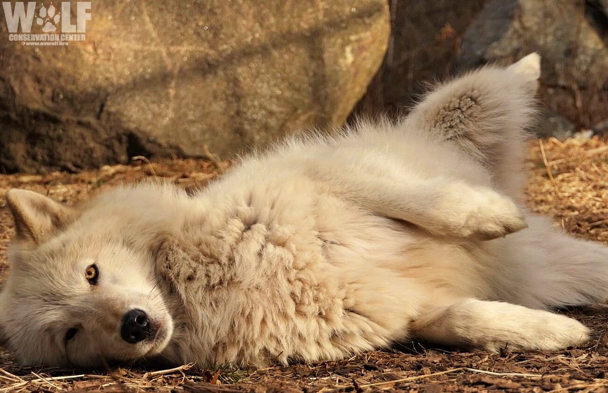 nywolforg's tweet photo. I’m ready for my tummy rub 🐺
#SundayMotivation https://t.co/CSEizjP0l6