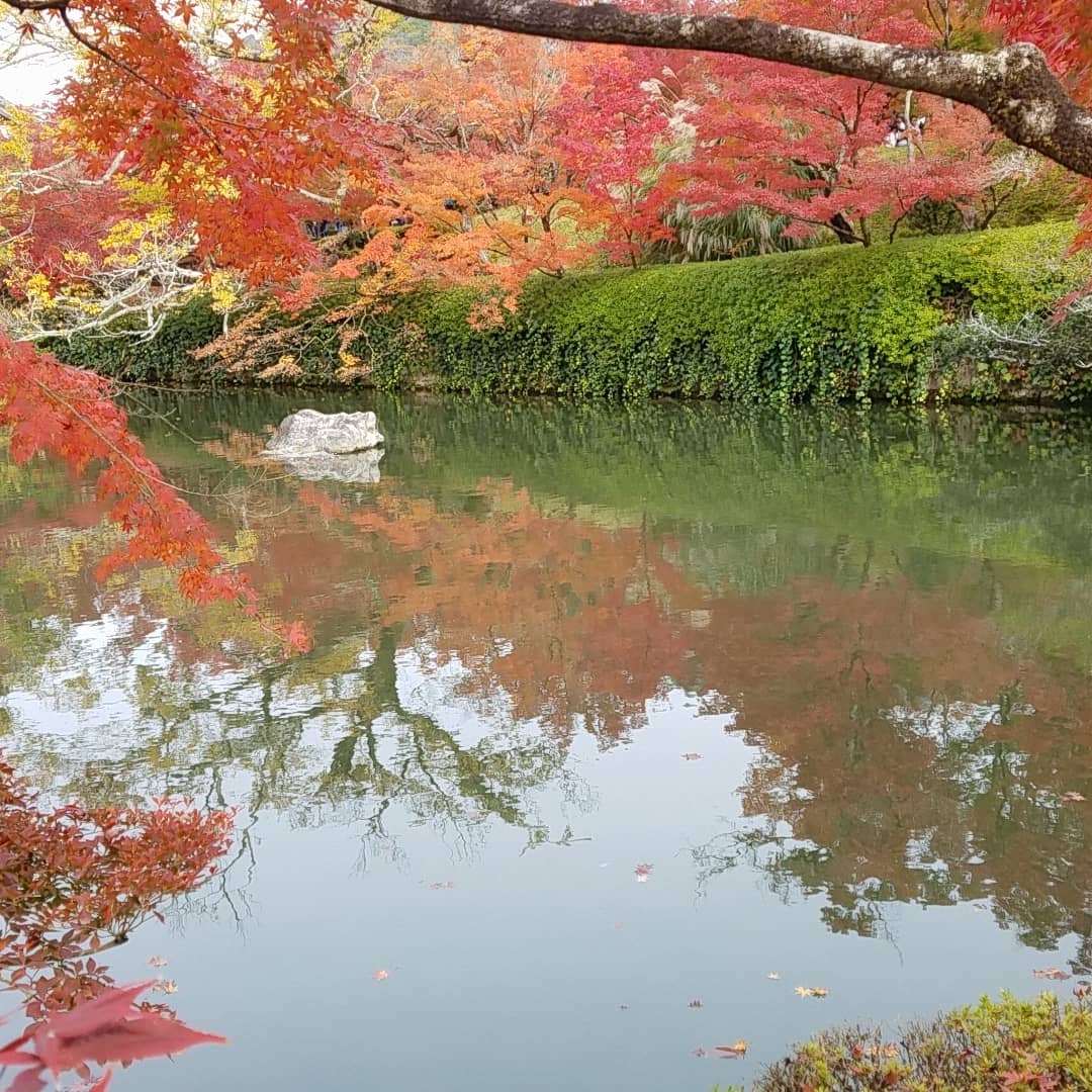 JapanTripGuidee's tweet photo. Eikandotemple in Kyoto!
I was impressed!! 
#Eikando #temple #kyoto #Japan #autumnleaves https://t.co/s9u2lvY1ig