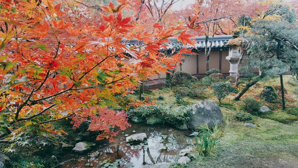 JapanTripGuidee's tweet photo. Eikandotemple in Kyoto!
I was impressed!! 
#Eikando #temple #kyoto #Japan #autumnleaves https://t.co/s9u2lvY1ig