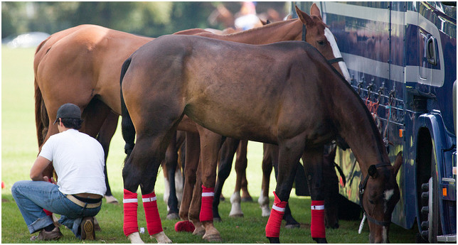 sallybroten's tweet photo. Looking for a perfect Christmas gift for a horse lover?  A SpinWrap tool is it.

https://t.co/G99Td0r6Gj #horses  #barn https://t.co/tG3CX4mWuJ