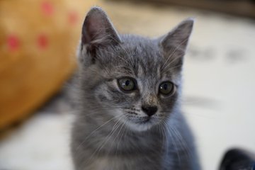 豊川市に保護猫カフェがオープンしたぞ 豊川 豊橋通信