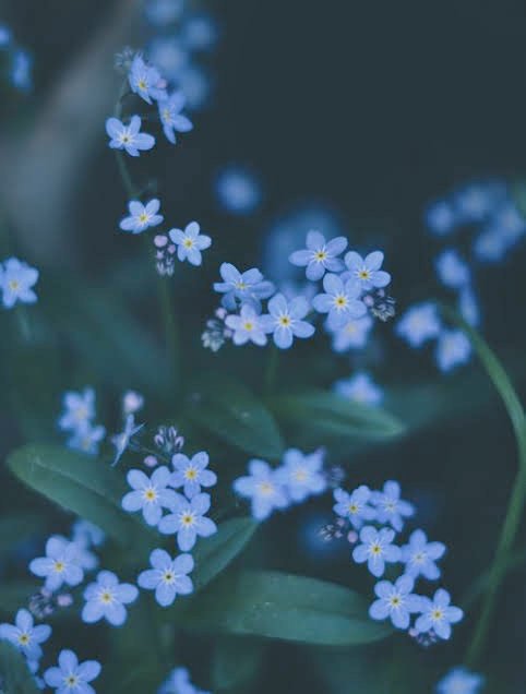 ✩‧₊˚ — ᴍʏ ᴅᴊᴀʀɪɴ — ✨🌿🌈 tweet media