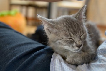 豊川市に保護猫カフェがオープンしたぞ 豊川 豊橋通信