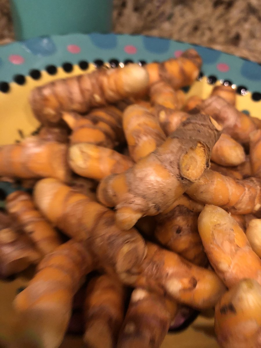 All washed and ready for drying and grinding #turmeric #cardiologist #PlantbasedCardiologist #FemaleCardiologist #FoodIsMedicine #EatMoreGreens #Echocardiogramqueen  #MomOf3 #AggarwalFarm #LoveWhatYouDo #Plantbased  #PlantbasedDoctor #CardioVascularResearcher