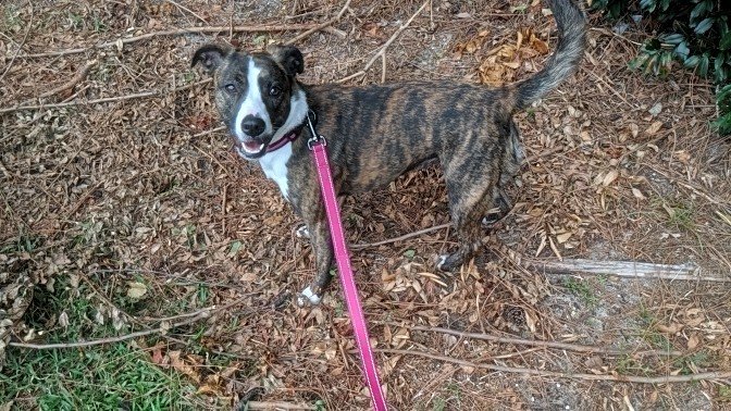 leaelise's tweet photo. Check out our amazing rescue dogs- Tampa, FL
https://t.co/VcCDB7f2bY
Every closing you have with me you help a rescue dog!🐾♥️
https://t.co/O7W5sssK81
#maxxandmepetrescue
#maxxandme
#lerealtygroup
#leasells
#lilyrescuegirl https://t.co/O1w45L3hcy