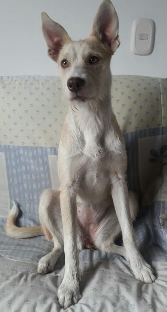 glossieeer's tweet image. Esta perrita busca hogar lo más pronto posible, la recogí de la calle, no la puedo tener; tiene aproximadamente 5 o 6 meses, es muy juguetona, cariñosa y juiciosa. Por favor, ayuden a difundir, no la puedo tener mucho tiempo.
Info: 314 208 4421 - 311 510 5952