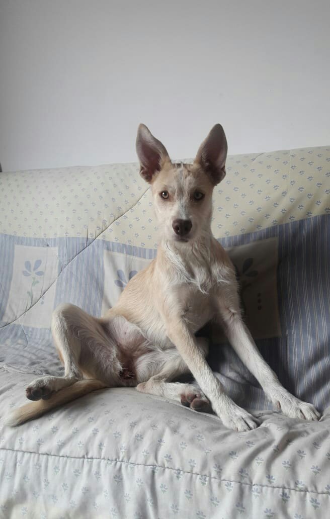 glossieeer's tweet image. Esta perrita busca hogar lo más pronto posible, la recogí de la calle, no la puedo tener; tiene aproximadamente 5 o 6 meses, es muy juguetona, cariñosa y juiciosa. Por favor, ayuden a difundir, no la puedo tener mucho tiempo.
Info: 314 208 4421 - 311 510 5952