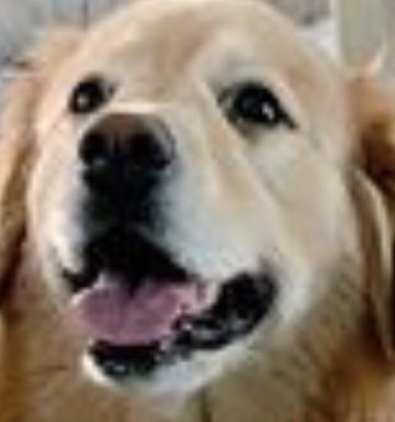 The Curious Mind of Venkman tweet media