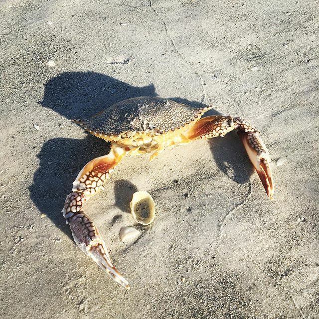 MINIRAMBLE's tweet image. Feeling crabby? 😜 Taking a walk on the beach first thing in the morning can help remedy that problem. 😁 Have a great day! #crab #beach #beachlife #morningwalk #morningmotivation #sundayvibes #vacation #florida #indianshores ift.tt/2DifSb3