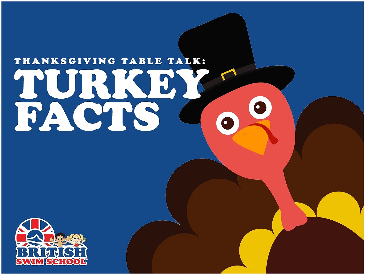 Did you know that wild turkeys are actually adept swimmers? They move through the water by tucking their wings tucked in close, spreading their tails and kicking. Learn more about the season's most popular bird and other fun facts for Thanksgiving... sluri.us/hc5il79cv