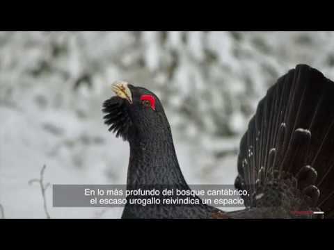 oapngob's tweet image. ¿Sabías que el 10% de las simas de más de 1000 metros de todo el mundo se encuentran en el #ParqueNacional de #PicosDeEuropa? 💚 En su territorio se producen importantes fenómenos #kársticos que se suman a otros procesos erosivos climáticos. bit.ly/35bRO5C