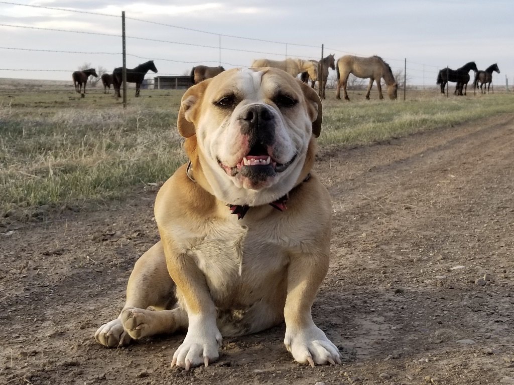 Englercanyon's tweet photo. We manage an awful lot of land out here, and we couldn't do it without our trusty companions. The pups of @Englercanyon & Team @Serengetifounda all come with a story. Here are just a few of our furry team members. https://t.co/ht34Xuhnvd https://t.co/9vujLqnFZ7