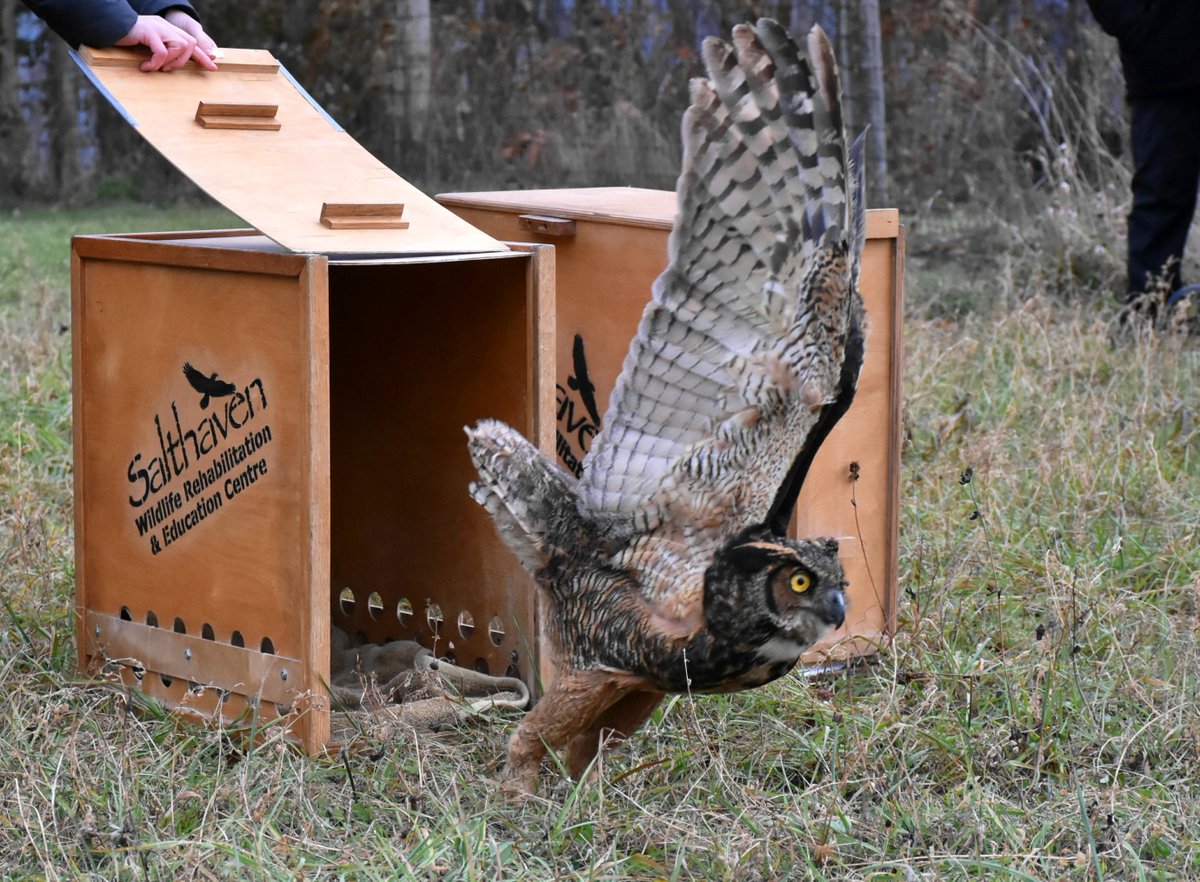 salthaven_org's tweet image. After spending some time rehabbing at #Salthaven after being hit by cars, two great horned owls were feeling better and ready to head home. The male and female were both released yesterday. Photos courtesy of Chuck Dickson. #ldnont
