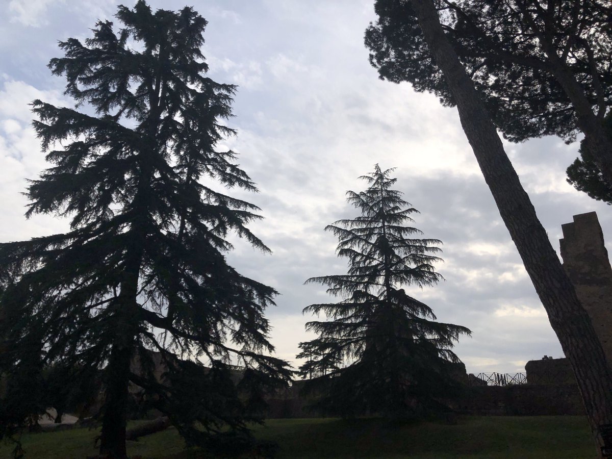 The trees that reside in Palatine Hill. They all take the form of either being silhouette-like, or how they look within the soothing concluding months of the year, while being accompanied by the calm setting Sun, making these sights & the atmosphere itself feel ever so peaceful.