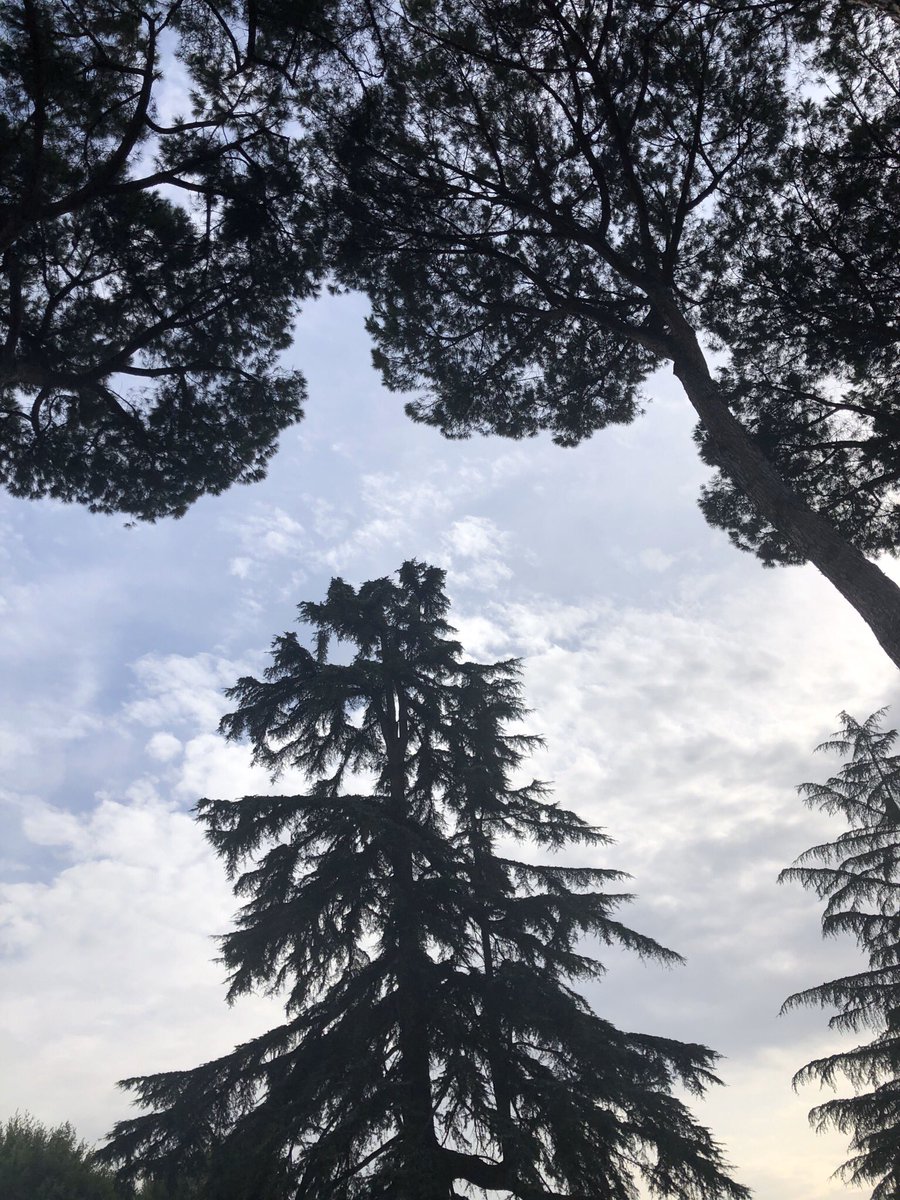 The trees that reside in Palatine Hill. They all take the form of either being silhouette-like, or how they look within the soothing concluding months of the year, while being accompanied by the calm setting Sun, making these sights & the atmosphere itself feel ever so peaceful.