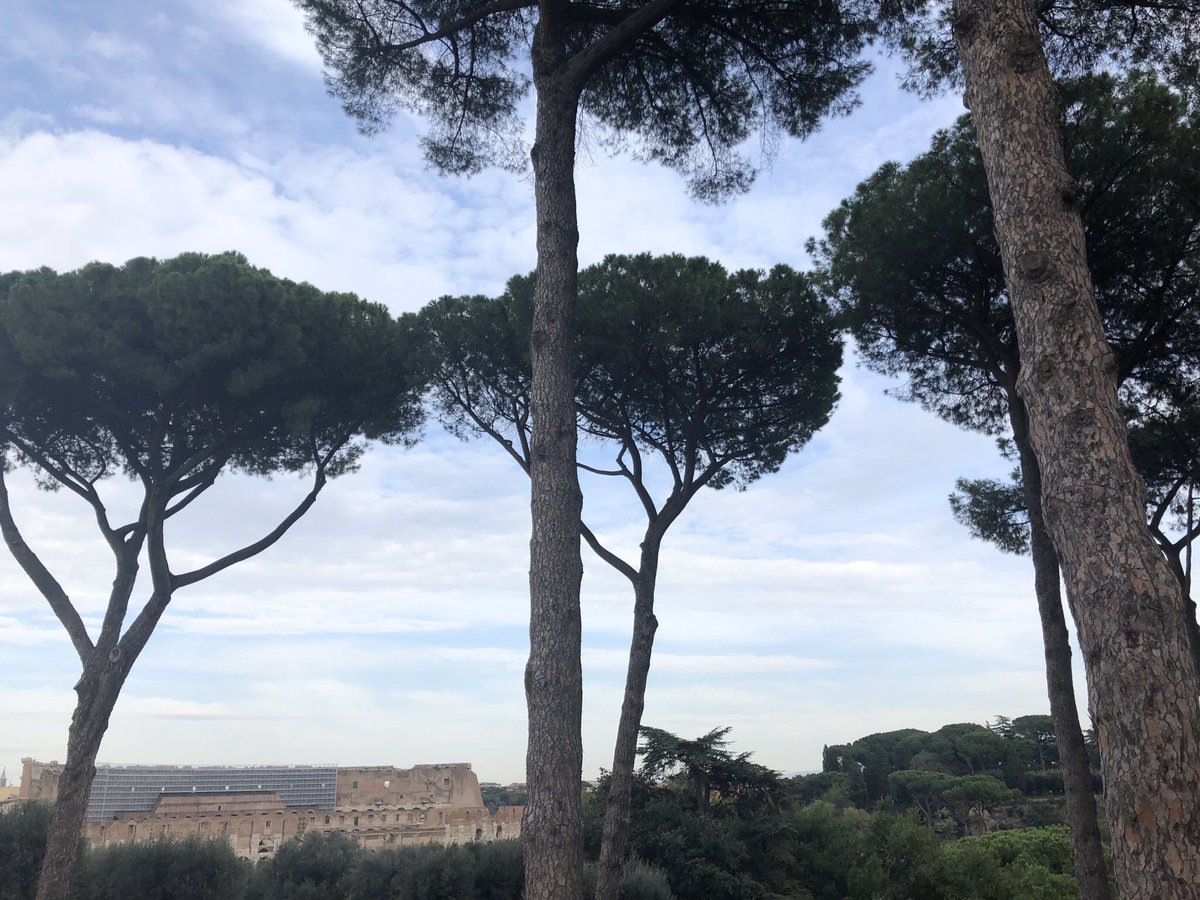 Another photo of the strong standing trees in Palatine Hill, where these ones show more of a mixture between (partial) silhouettes and the feeling of the season of Autumn. You can even see other various trees and The Colosseum from this viewpoint, which is amazing.