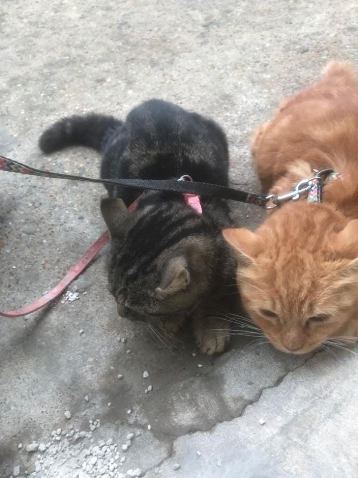 justineducern's tweet image. Urgent famille d'accueil ou adoptants pour deux merveilleuses chatonnes dep27 28 75 Ile de France
Contact
diana.draba@gmail.com
Sadf.fr
0614769594

Envoyez sms ou mail