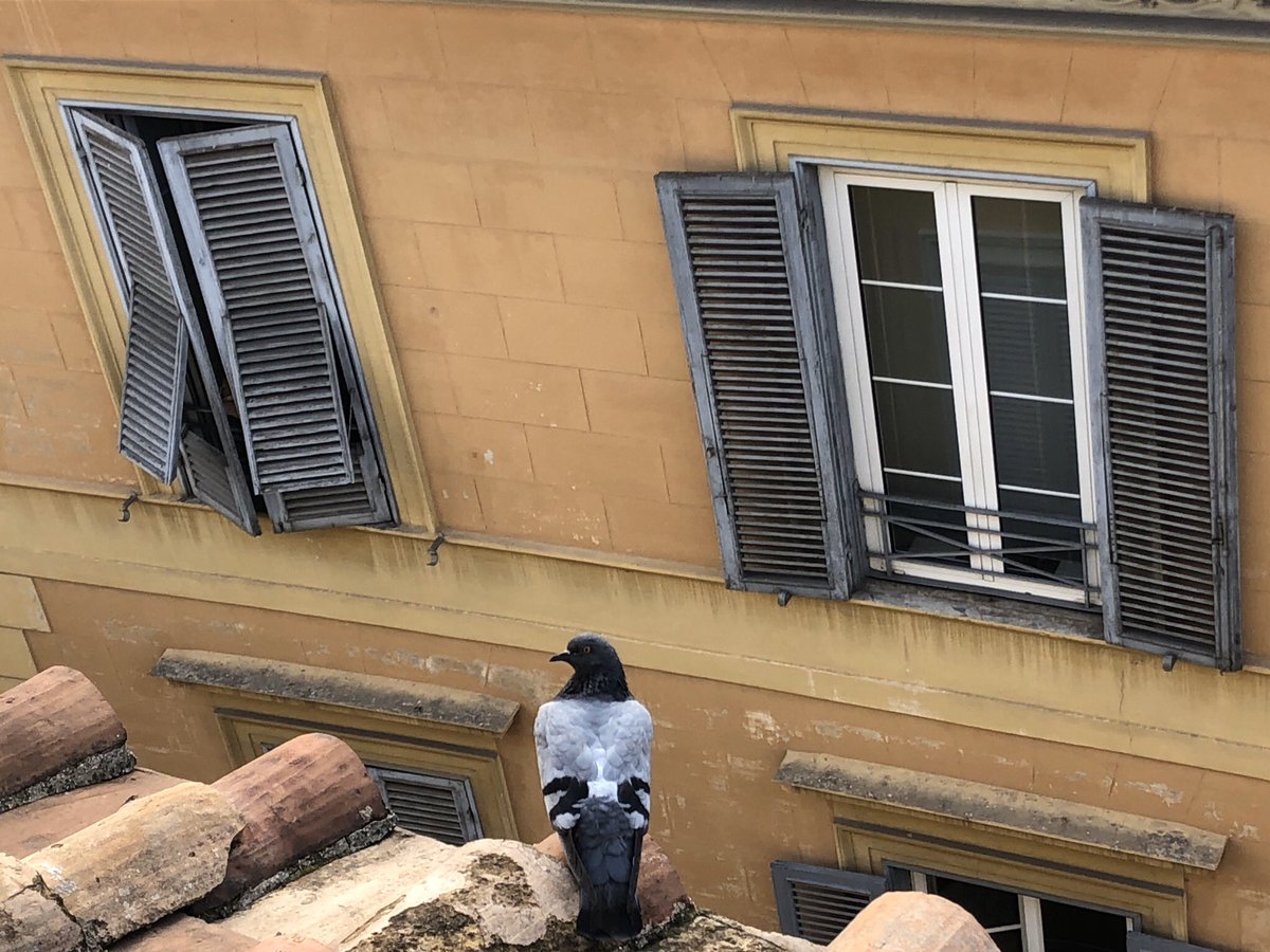 Upon me & my brother’s return to the Principessa Trevi, I’ve witnessed a pigeon on the edge of the roof below the balcony, showing it’s back towards me, & silently gazing at the open window on the left. Whether it was keeping watch or planning to intrude remains a mystery.