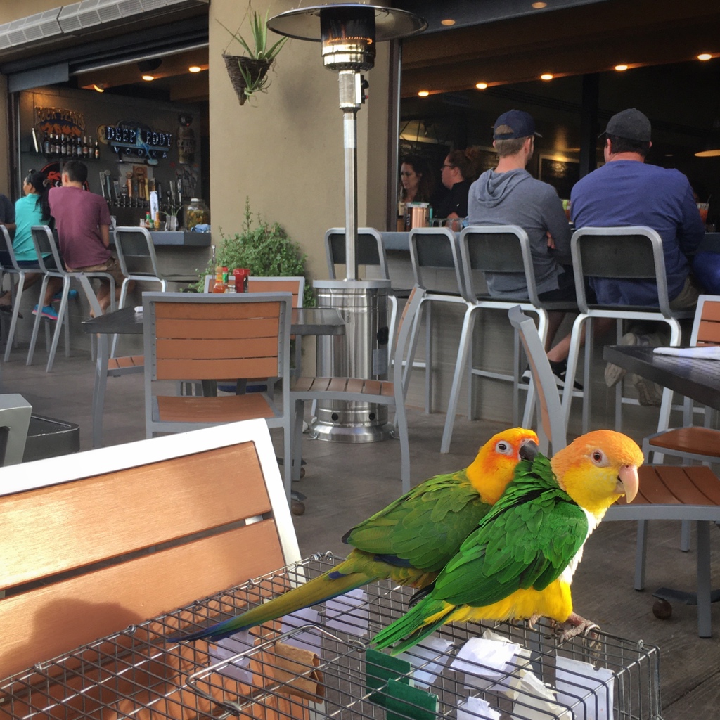 DixieTheCaique tweet media