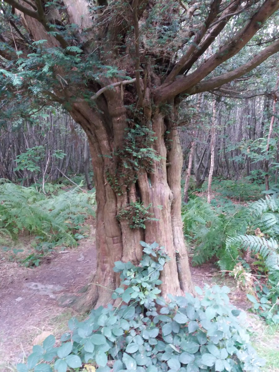 KerriePayne11's tweet photo. As its #NationalTreeWeek I thought I'd share one we found earlier this year on a woodland walk and yes I think I may of given it a hug 😂 🌲🌳#lovetrees #treesareimportant #treehugger https://t.co/7D3jR6xWPk