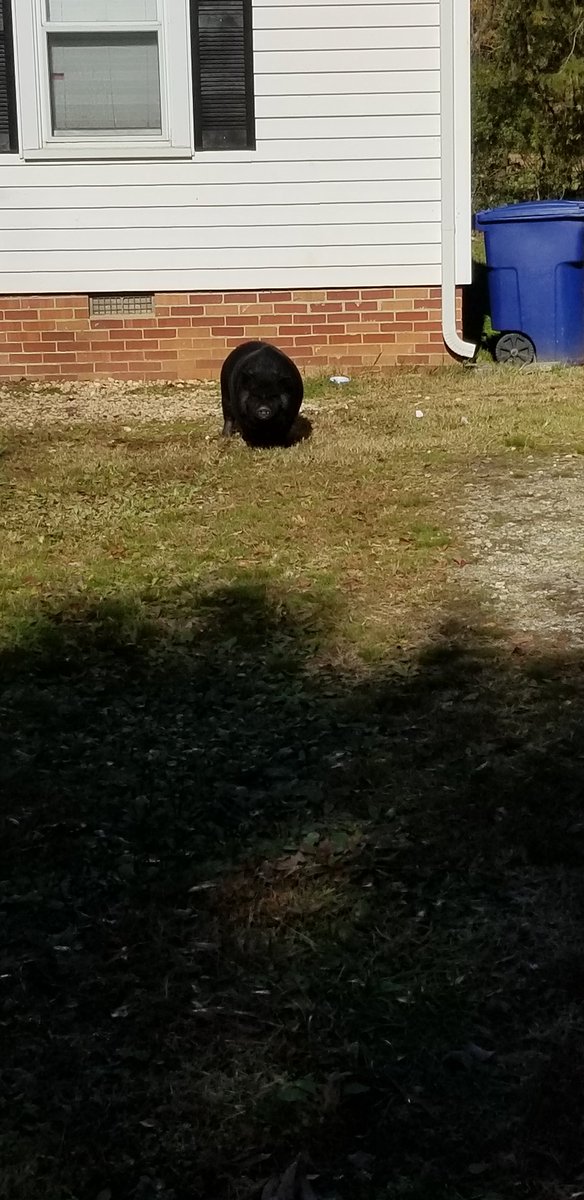 AnjalogAnja's tweet photo. Found a pig. #piginthecity https://t.co/OmhKfMBcLD
