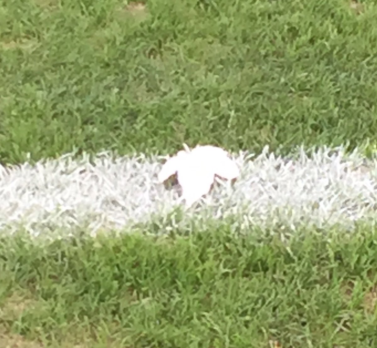 NiceBastard's tweet photo. Es herbstelt und die Blätter verfärben sich #m60fcb #derby #stadtderby #tsv1860 #rlil #GrünwalderStadion https://t.co/Jl4B0lNscu