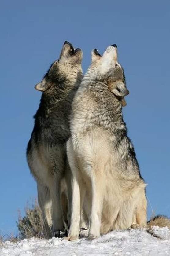 Humanymal's tweet image. ¿Lo sabías?La pareja guía en una manada de #lobos permanece unida siempre,salvo que uno de los dos muera, serán leales el uno al otro por siempre.Un claro reflejo de la lealtad incondicional que existe entre todos los miembros de la manada🐺 #Lobo vivo,lobo protegido! #Animales