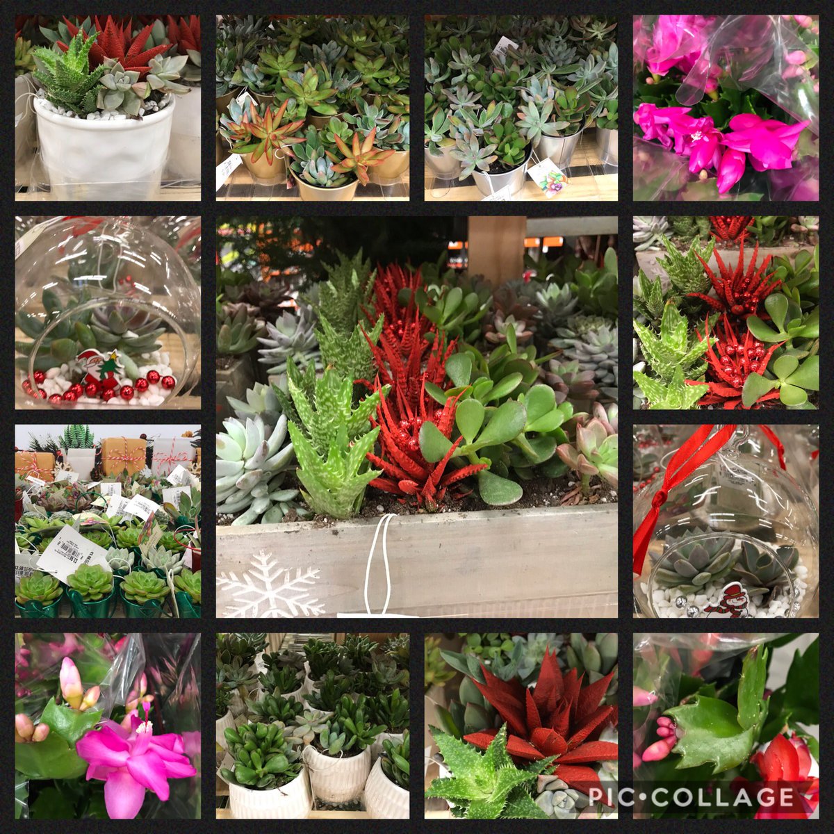 7Karthur's tweet photo. Oak Ridge Home Depot is bursting with Christmas color! Check out these beautiful Poinsettias, Cyclamen, Christmas Cactus and succulents! Lots to choose from for your holiday decorating, table centerpieces and hostess gifts! #HD736 @kimscottholman @KimDay59187302 @NorliaSumpter https://t.co/5JklL9G3xR