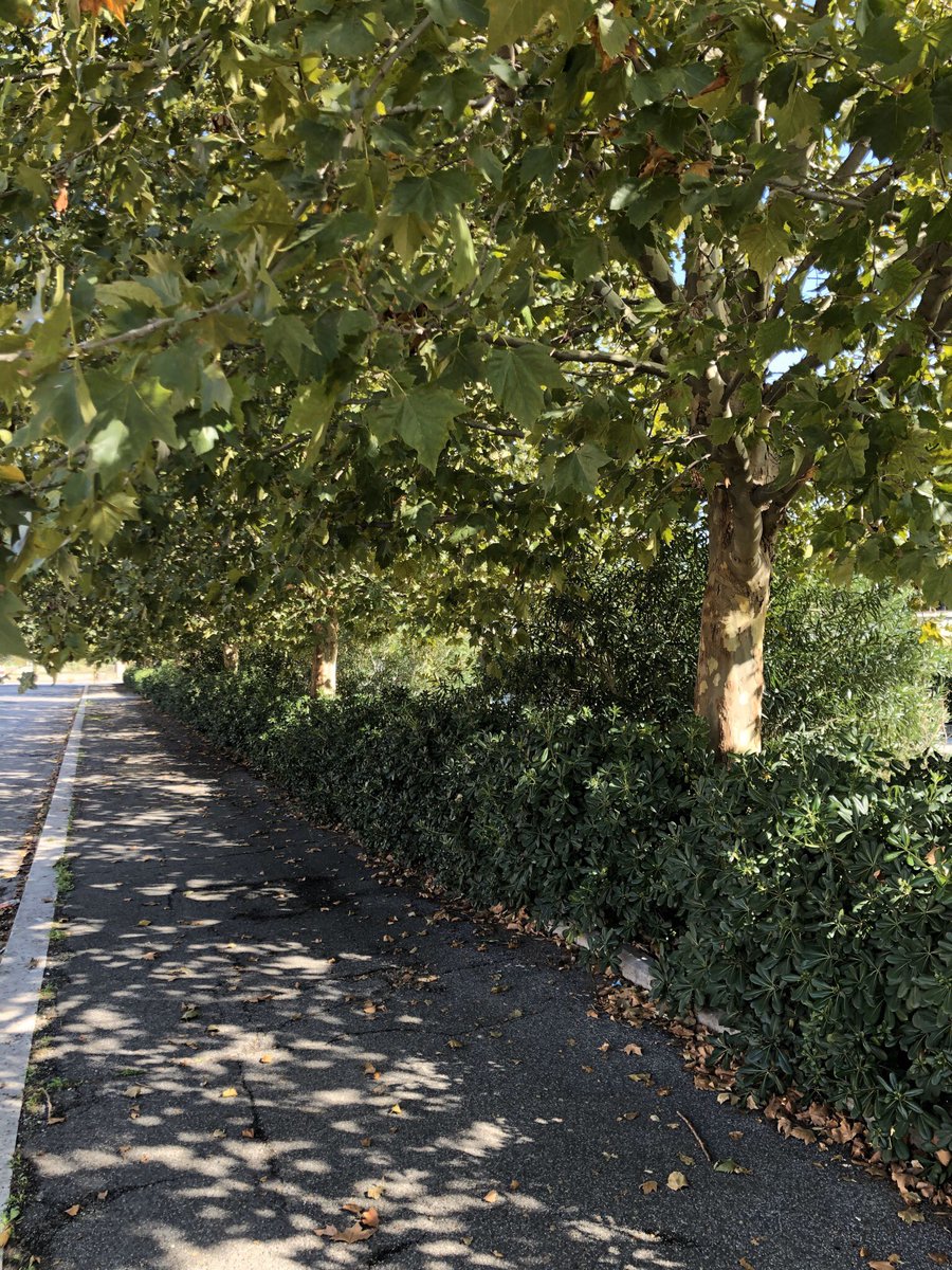 This is my final photo during the midday hours in Rome. A pathway within Torino where it includes many greatly green coloured bushes & trees, while being accompanied by The Sun above, effectively creating a wonderful path to take a relaxing stroll on.