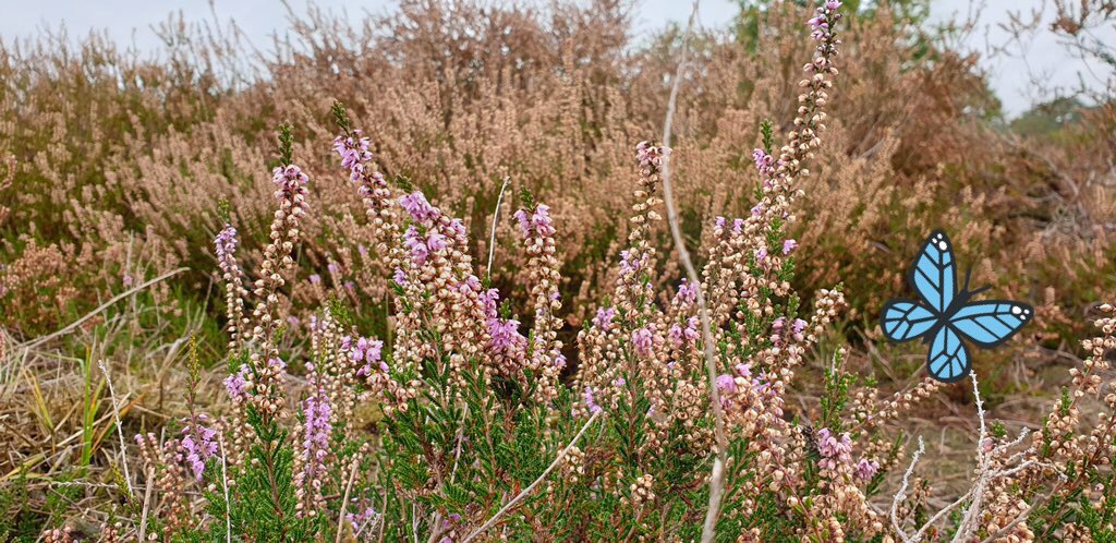 LoonseDrunenseDuinen tweet media