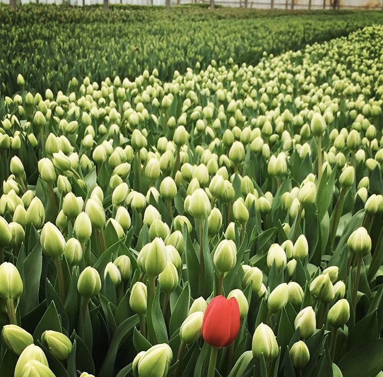 FeastitForward's tweet photo. “Why fit in when you were born to stand out.” #drsuess #quotes #quote #sunday #sundaymorning #tulips #tulip #FEASTnetwork https://t.co/465Lj9noLq