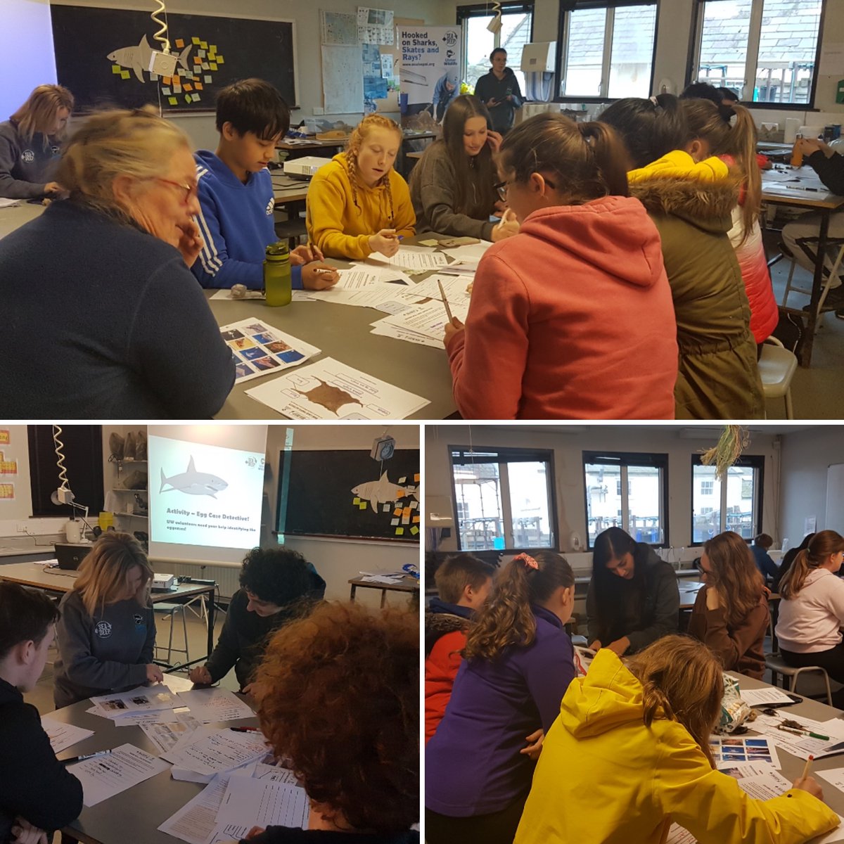 MarineQml's tweet photo. Sunday Group: Today started with an incredible Skype talk from Dr @emmafcamp in Sydney, on her work on corals. Followed by a great day learning all about Sharks and Rays from the @seadeepni guys. Massive thank you @HeidiMcIlvenny  and everyone who came to help out this weekend https://t.co/qAYCN7lUPW
