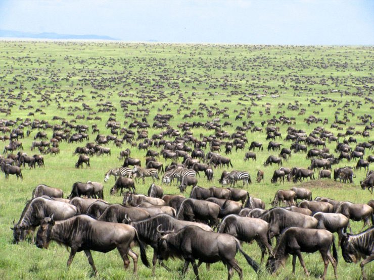 El mastín on Twitter: "@pinosysembrados El ganado ayuda a conservar las grandes praderas que desaparecieron bajo los bosques al extinguirse las grandes manadas de herbívoros (bisontes, uros, caballos, mamuts, renos, ...) que